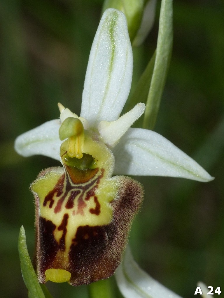 Ophrys dinarica (=Ophrys personata)  in Abruzzo